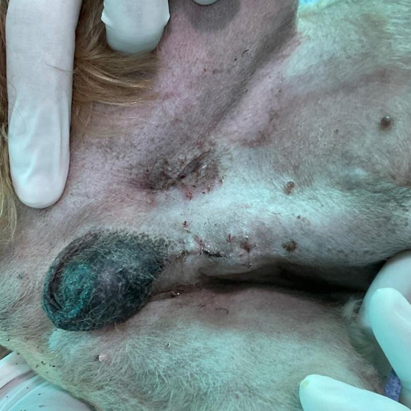 น้องซีตัส มีไข่ใบเดียวในถุง แล้วอีกใบไปอยู่ที่ไหนนะ ?! น้องซีตัส มีไข่ใบเดียวในถุง แล้วอีกใบไปอยู่ที่ไหนนะ ?!